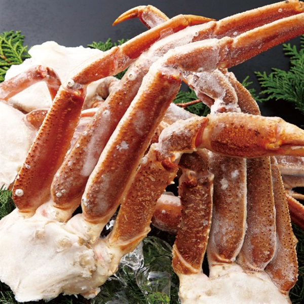 ごちそうグルメ 【送料無料】希少生冷ずわいがに肩付き脚1.5kg　お得な2セット ■（No.0008）