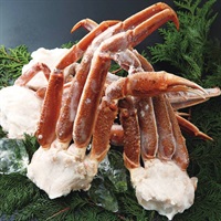 ズワイガニ ジャンボ生冷ずわいがに肩付き脚(生冷凍) 1.5kg